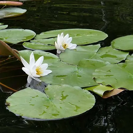 Mit Sauna Im Mirow Granzow