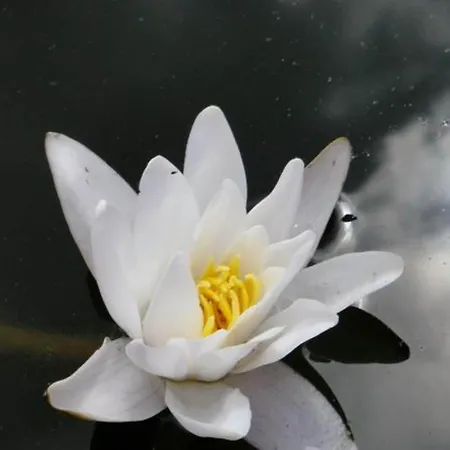 Ferienhaus Mit Sauna Im Mirow Granzow