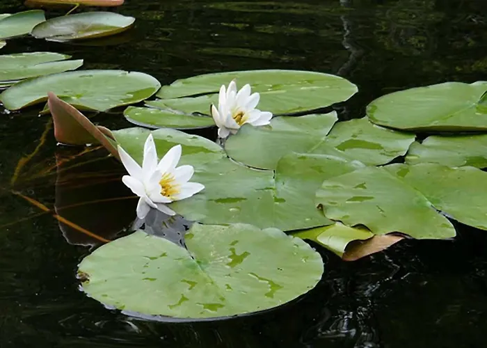 Mit Sauna Im Mirow Granzow